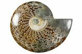 Polished Ammonite (Cleoniceras) Fossil - Madagascar #345556-1